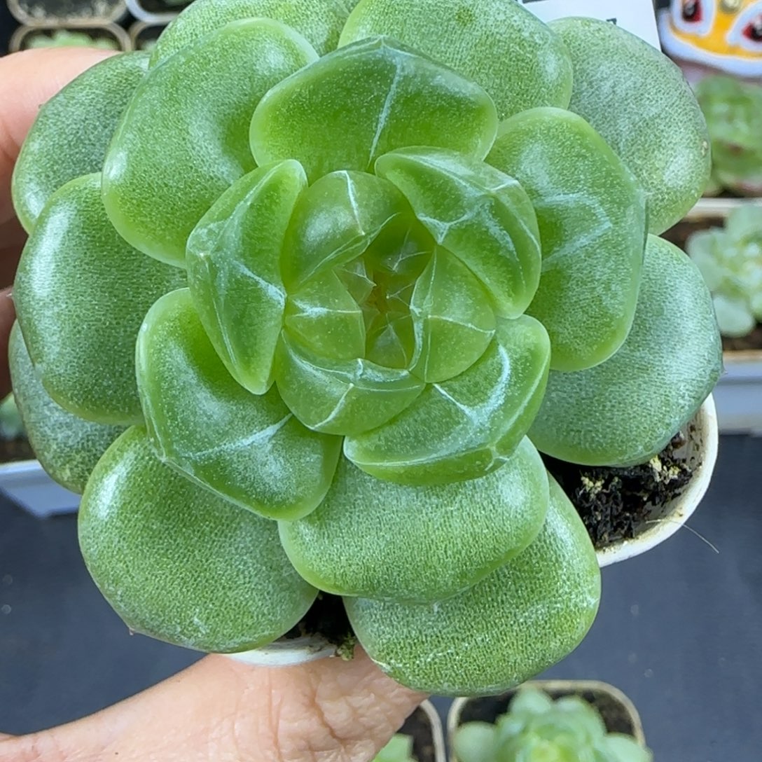 菜***的22东篱下多肉植物哈哈哈哈