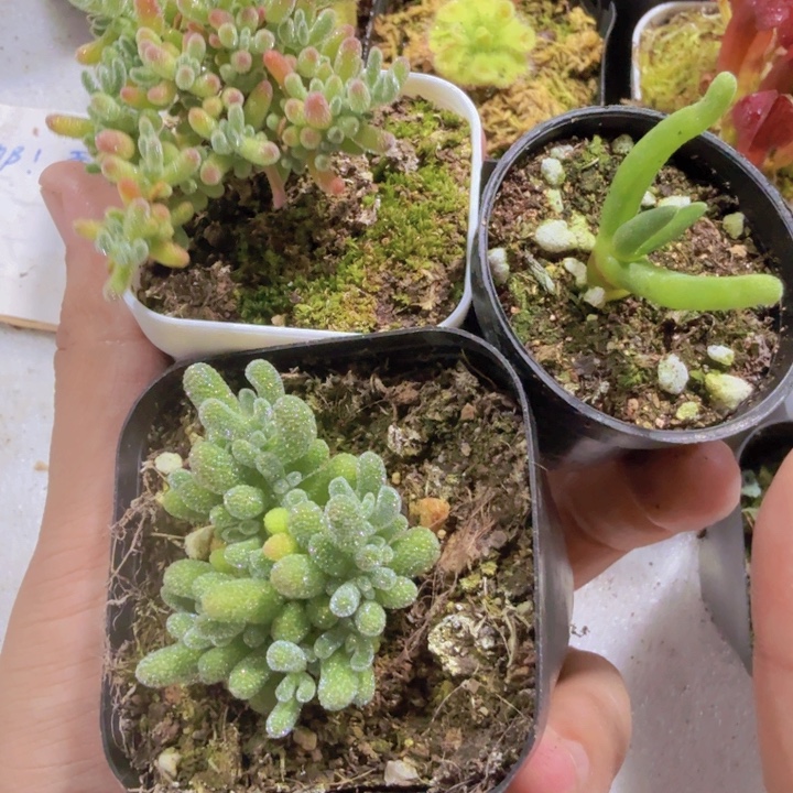 紫水晶冰晶两盆一组送小兔子