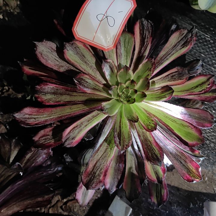 法师锦同花顺8号好好看