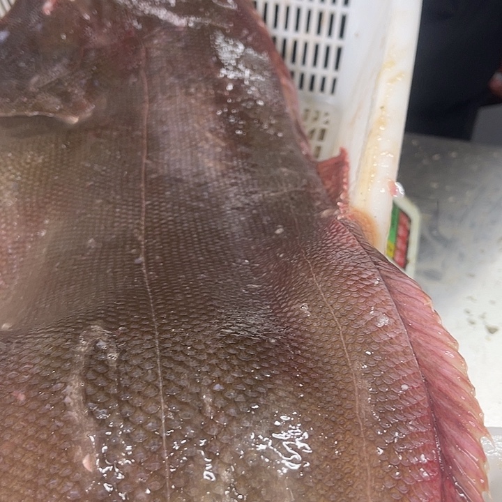 新鲜野生踏目鱼，7.58斤专拍