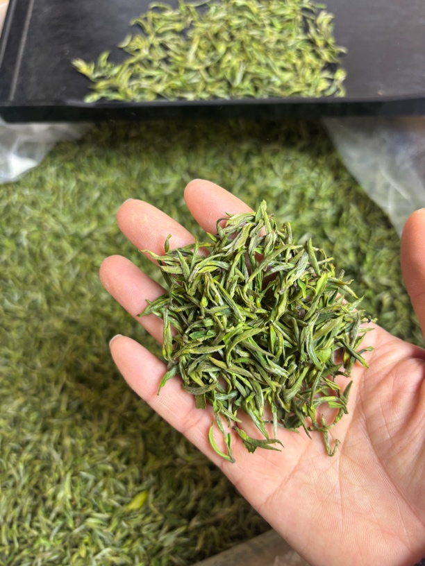 2025年新茶手工揉捻毛峰（满一斤送同款茶叶50g）