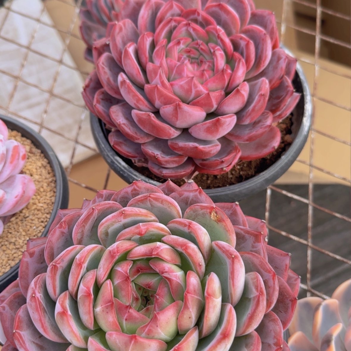 【闪购商品】母本红鸾39.9