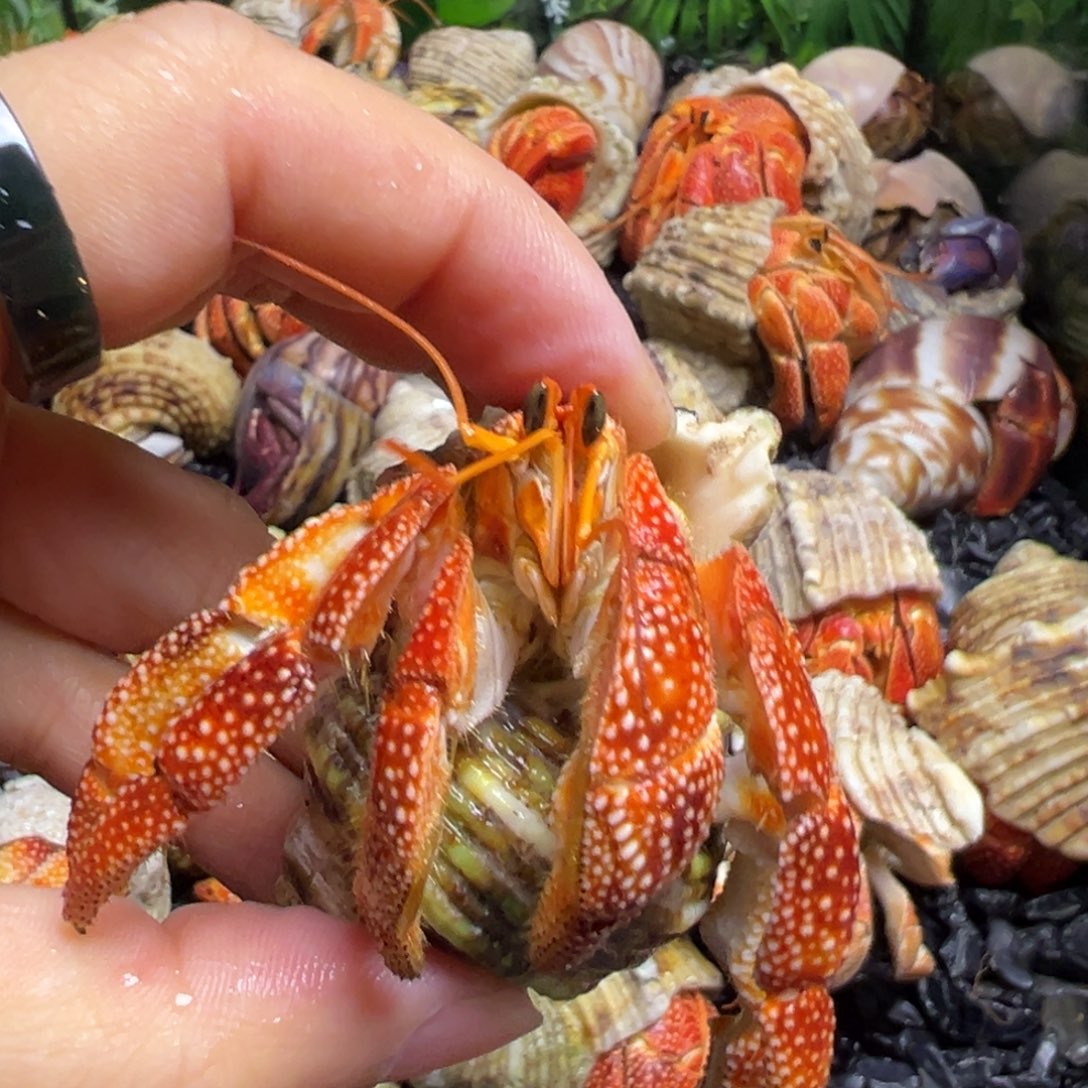 陆生寄居蟹34号拍品