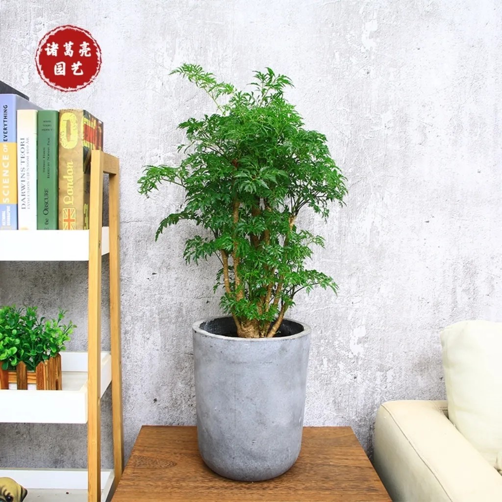 福禄桐盆栽室内客厅大型绿植办公室盆景桌面四季常青耐活基地直发