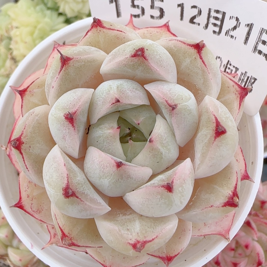 花语多肉1221-155魔仙