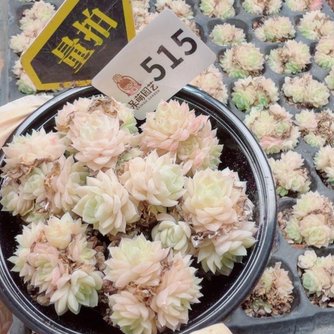 多肉植物多肉植物