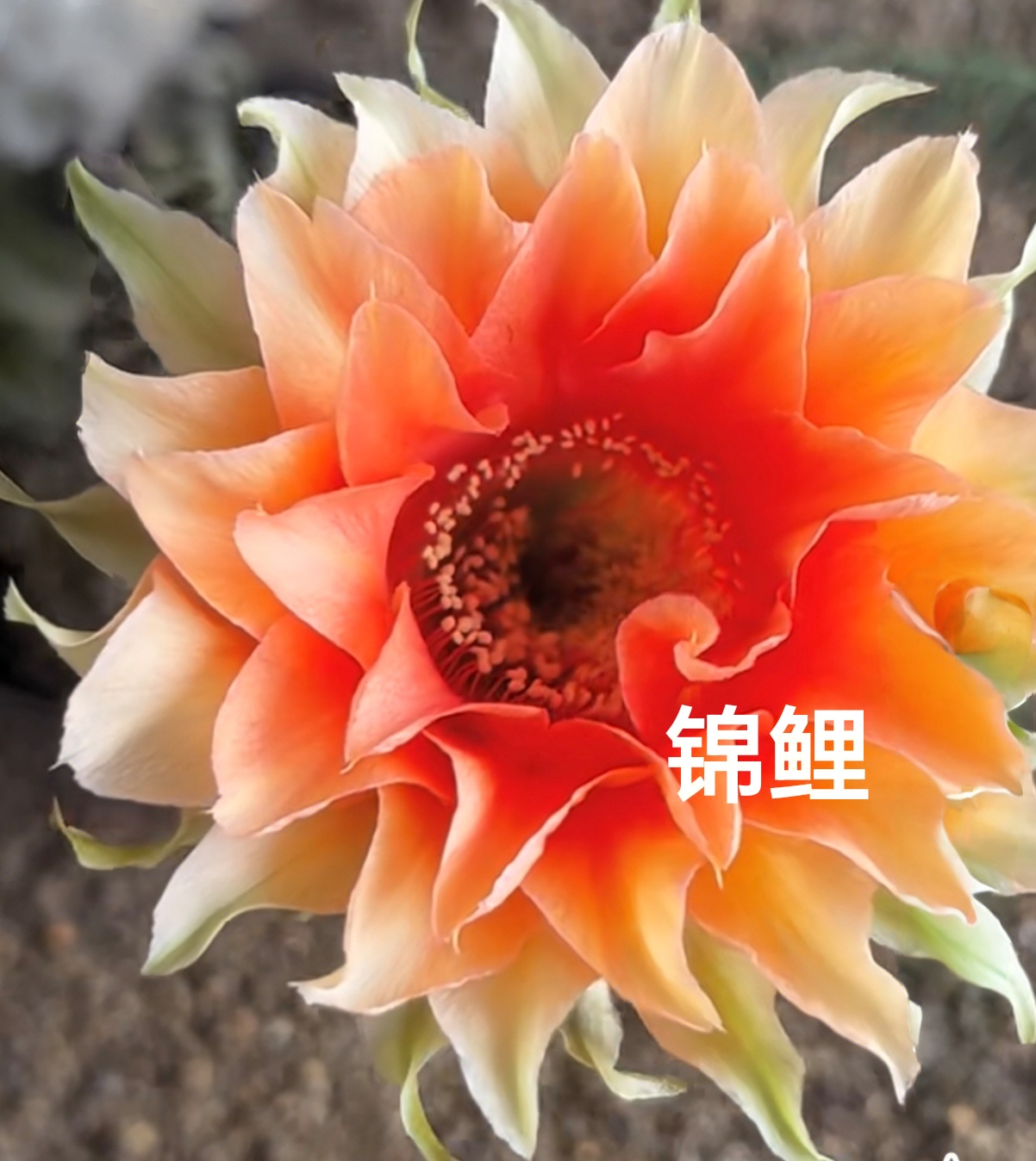 彩草锦鲤侧芽  满28包邮非偏远