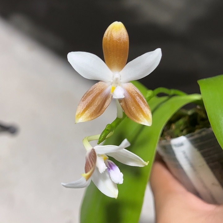 完全开放2.5寸杯咖啡盾