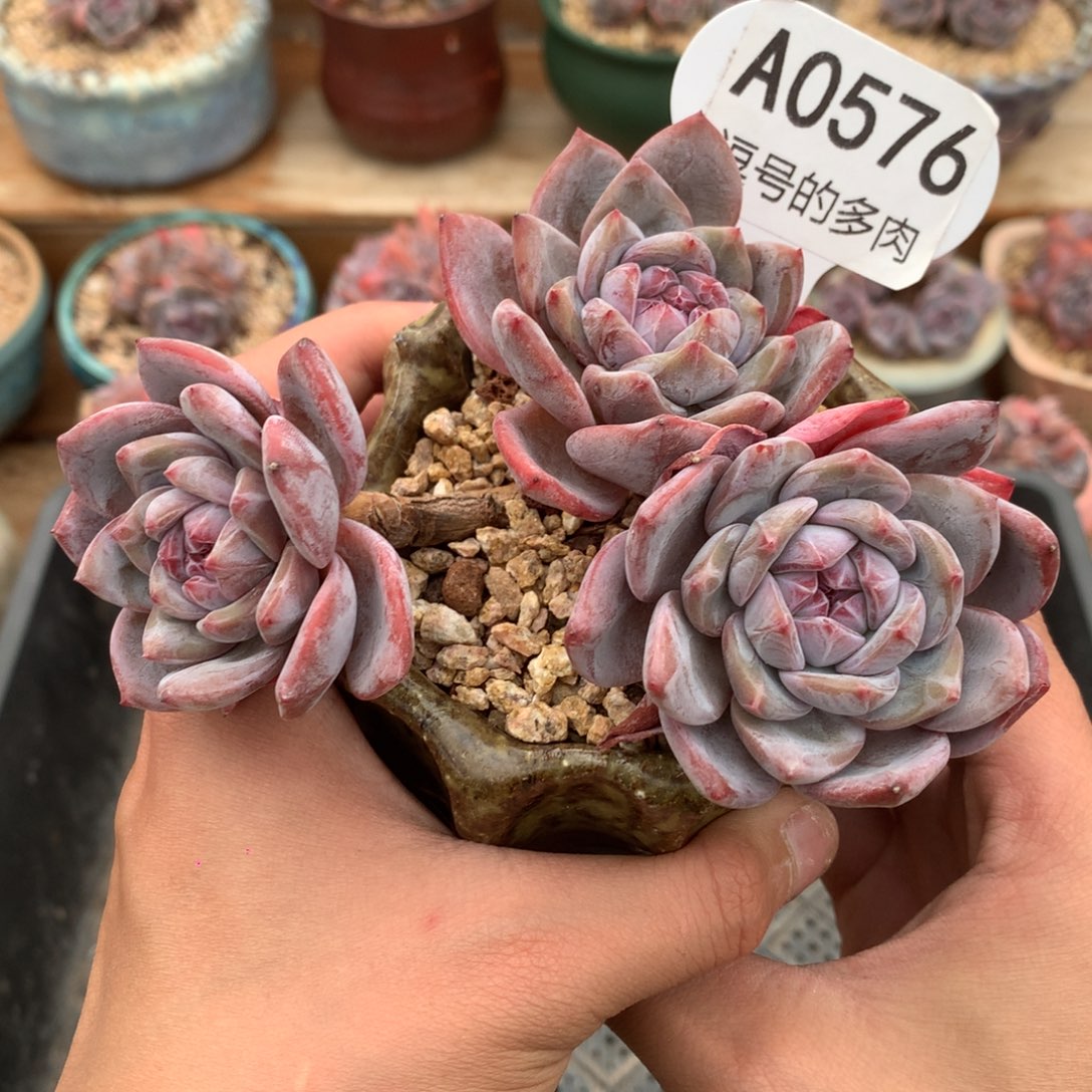 A0576 清仓星影三头老桩 有砍 12cm