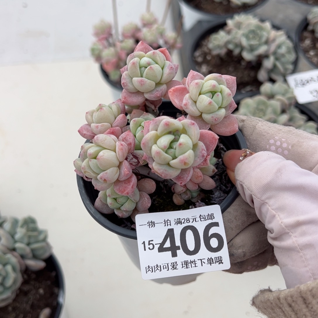 粉香水多肉多肉多肉多肉