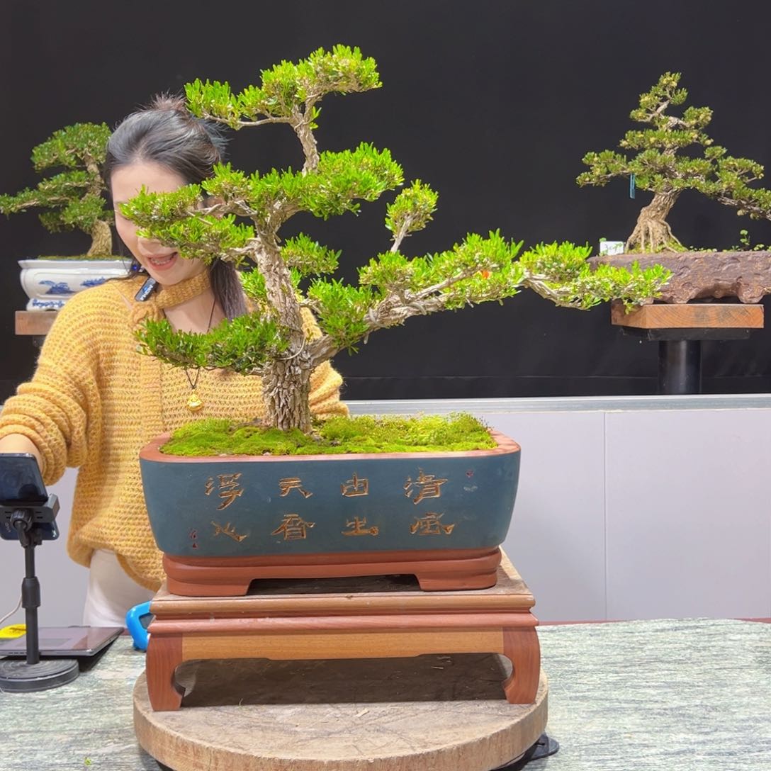 黄杨盆景老桩四季长青