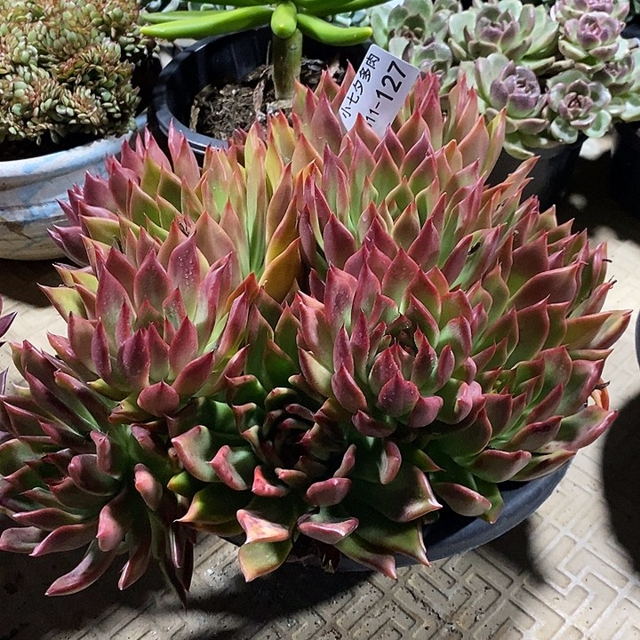 小七夕多肉弗兰克127