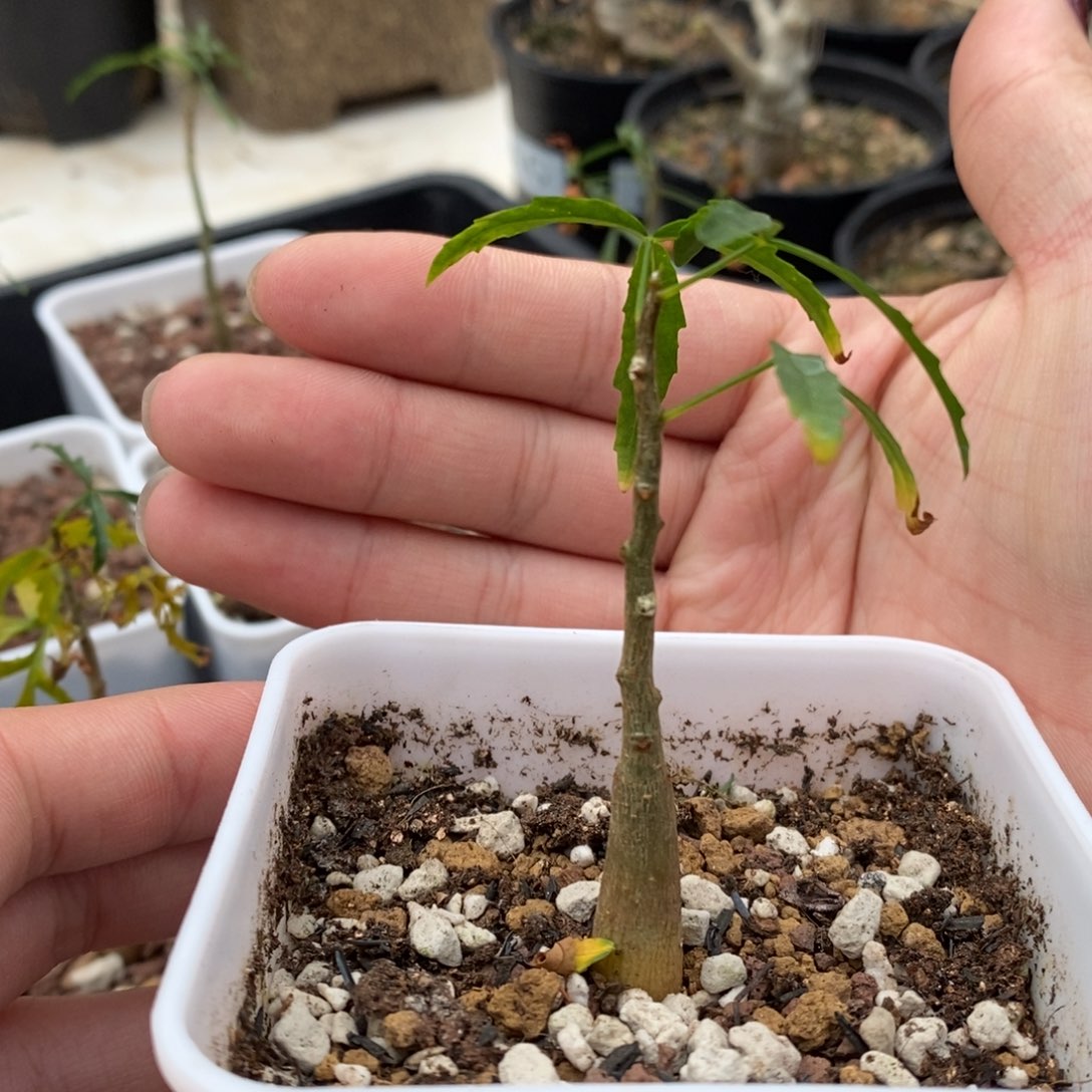 飞羽没药实生带盆