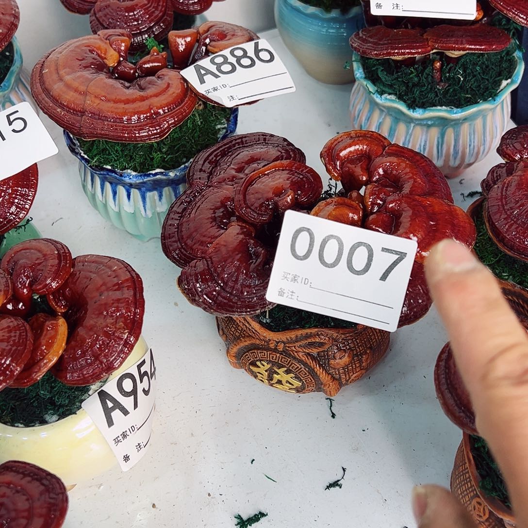 无花朵灵芝盆景007