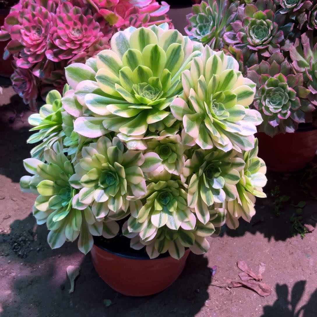 多肉植物金丝859