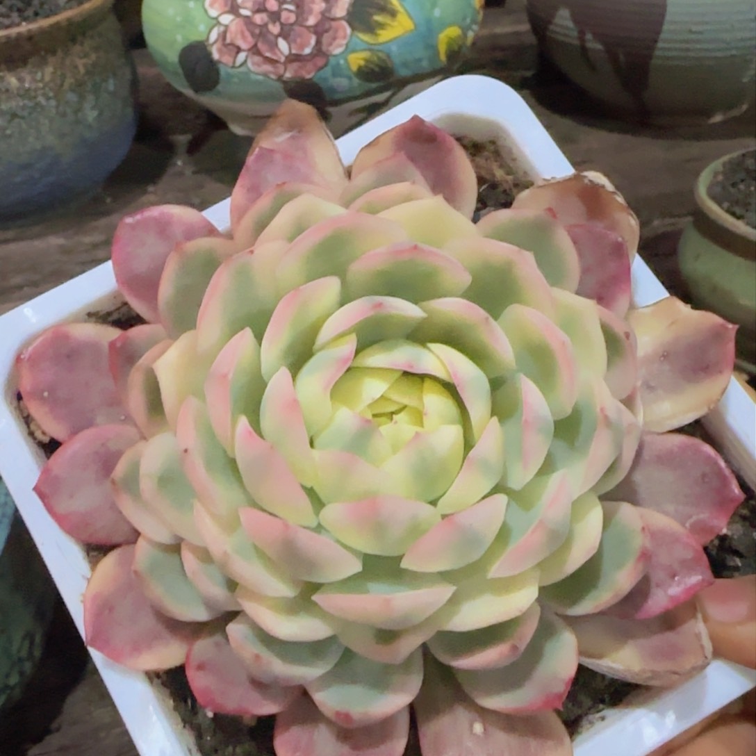 多肉植物多肉植物