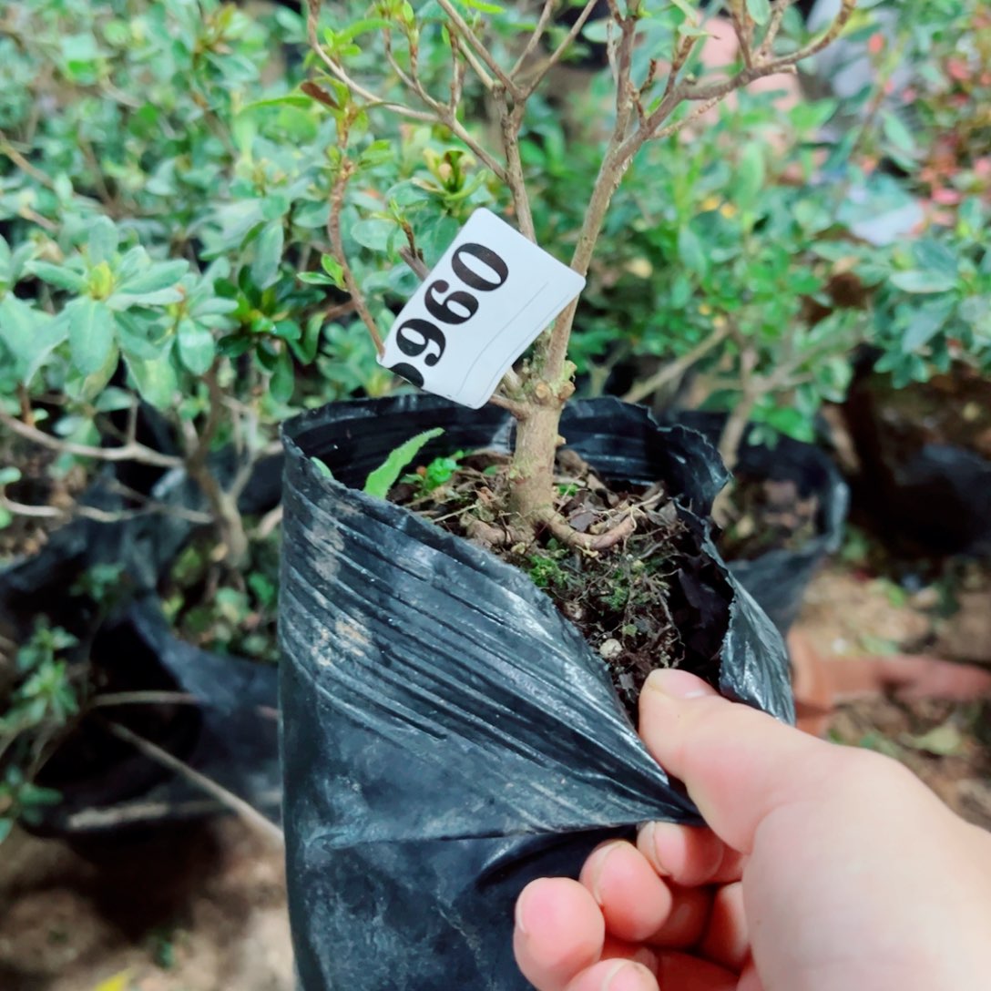 完全开放华****～杜鹃花科植物有花