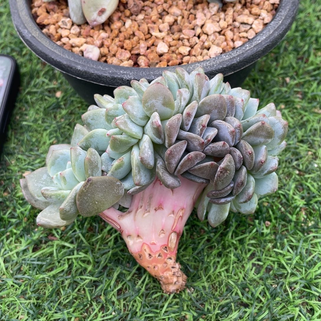 星影小鸡腿缀化多肉植物