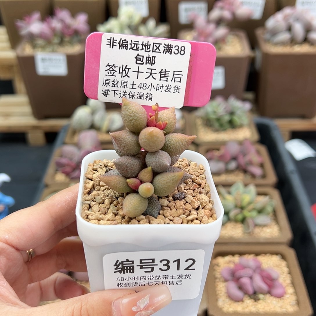 312小辣椒多肉植物