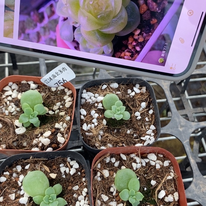 标756倾城珍妮一个量拍