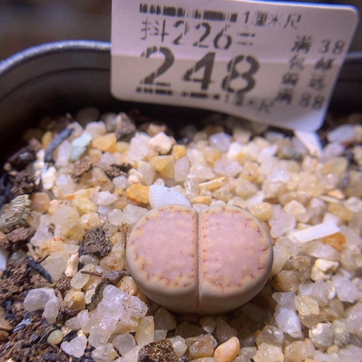 精品生石花226.248