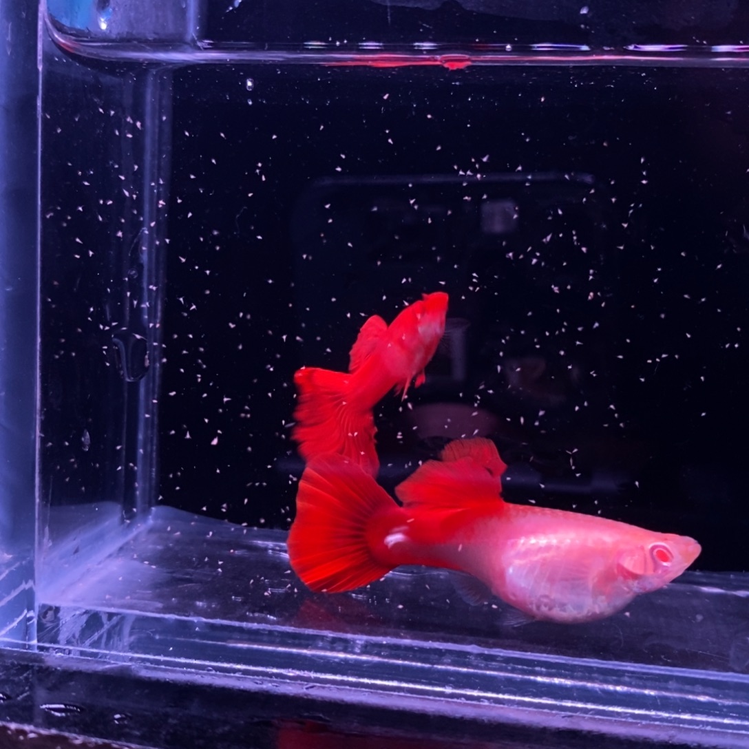 孔雀鱼精品血红一对