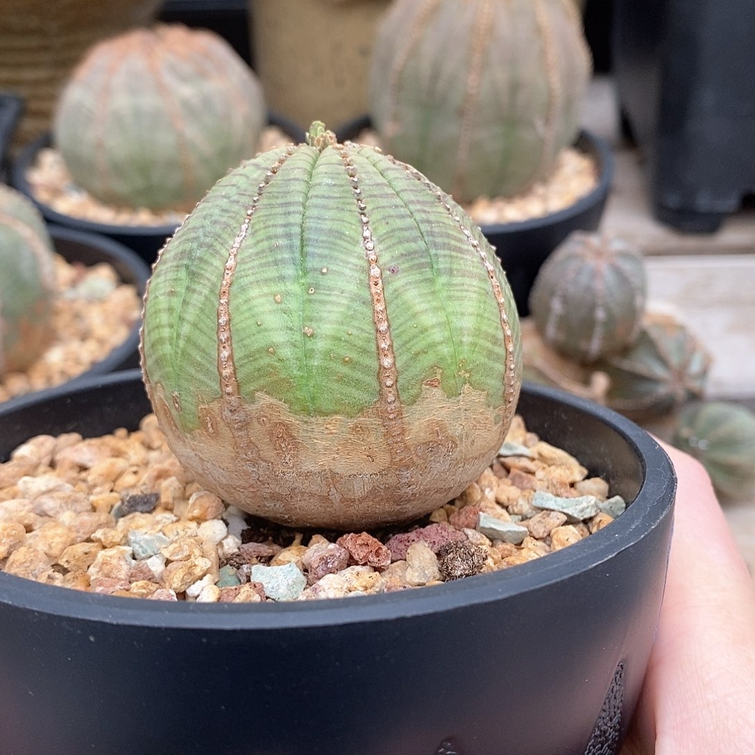 布纹球精品多肉一物一拍