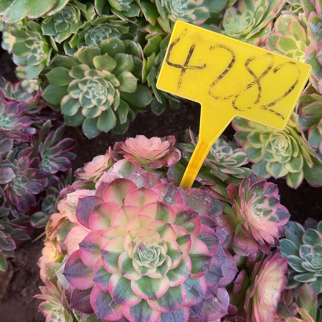 4282---海鲜多头多肉