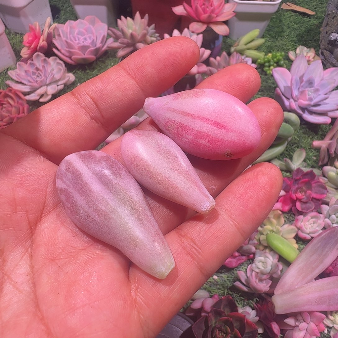 依***萍多肉植物多肉植物