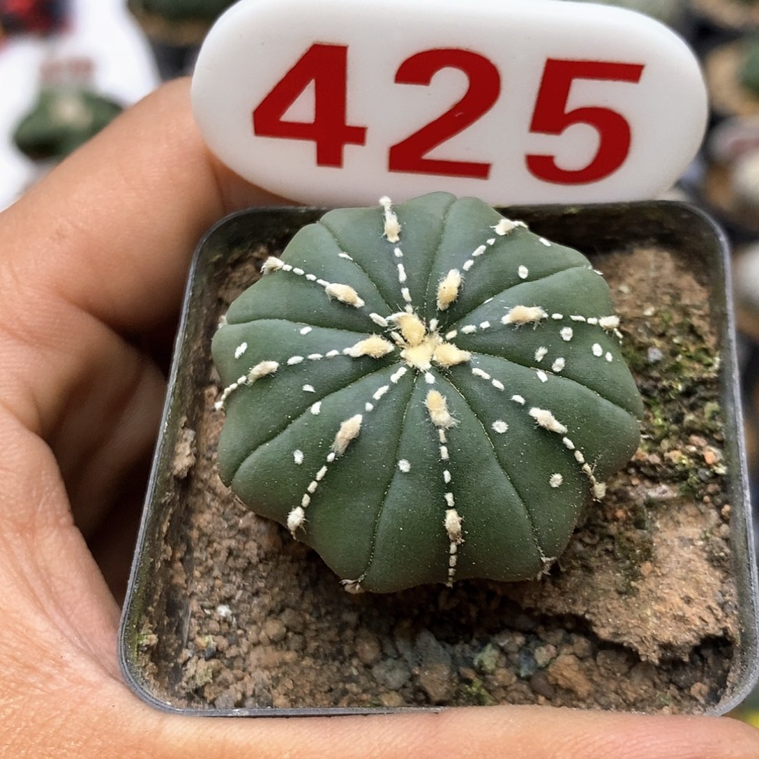 425福利特价咯特价咯福利