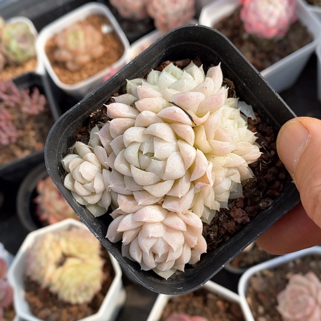 精品多肉一物一拍不包整124