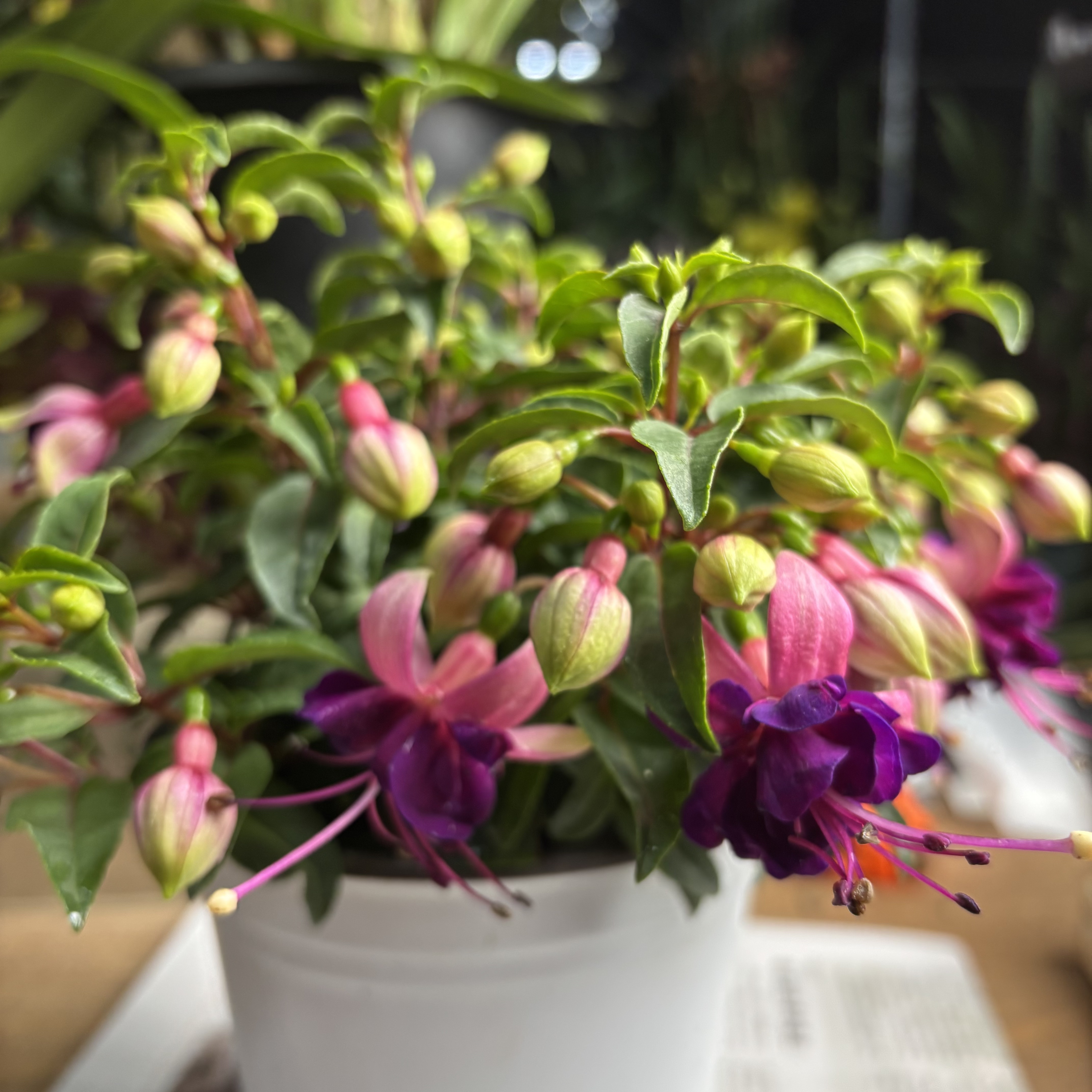 灯笼花【重瓣紫】2盆装   盆栽植物 勤花机器 好养活