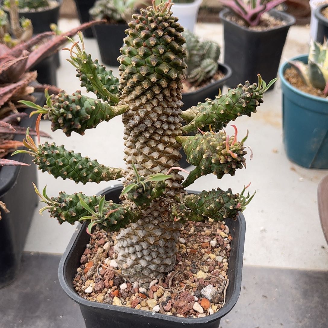 母本级铁甲麒麟一物一拍