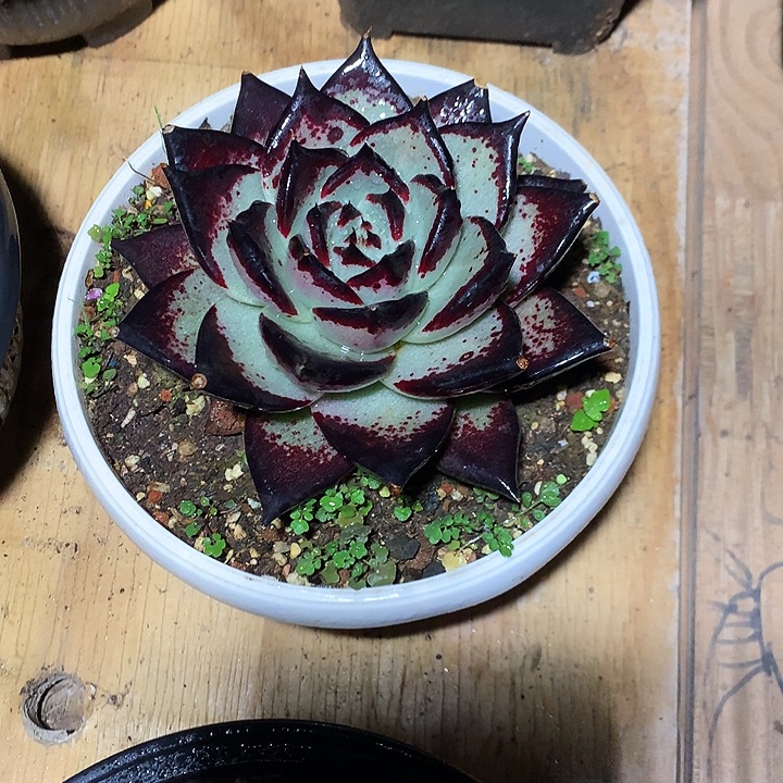 美肉特价活动开始啦