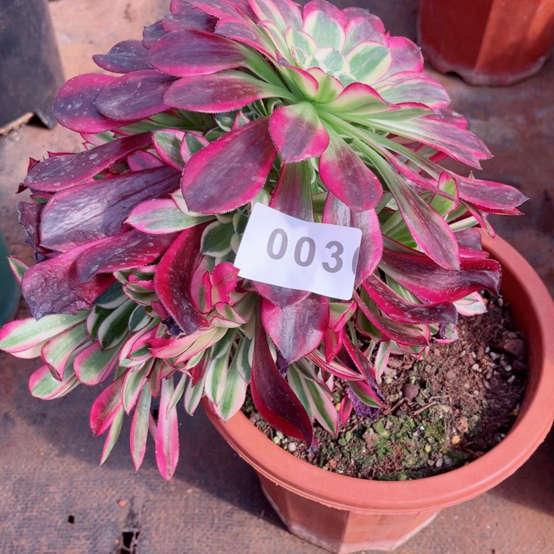 天合歪的不售后多肉发货