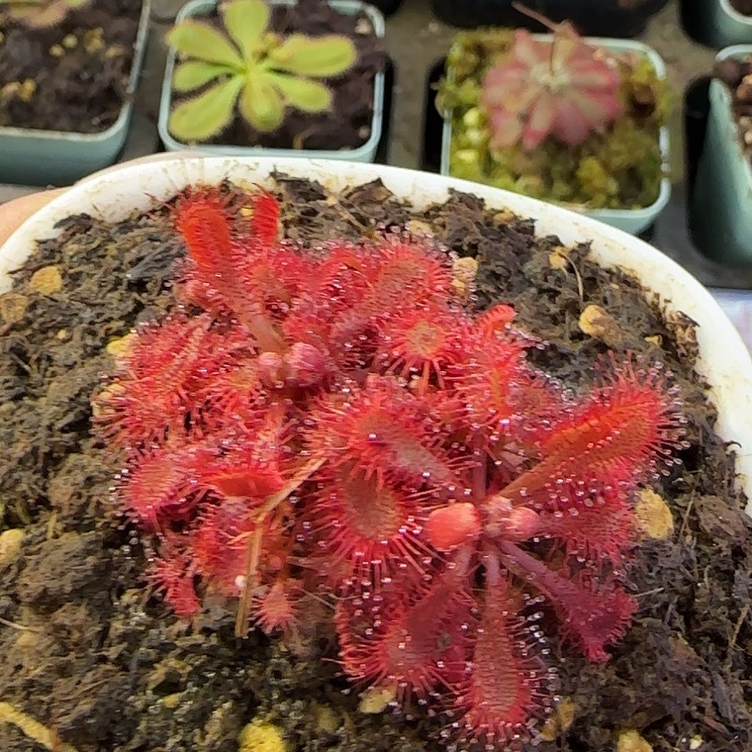 小***汁无花朵洛弗利茅膏菜