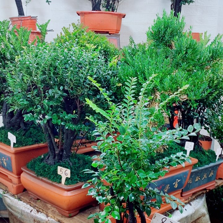 Z***Z完全开放87编号紫檀