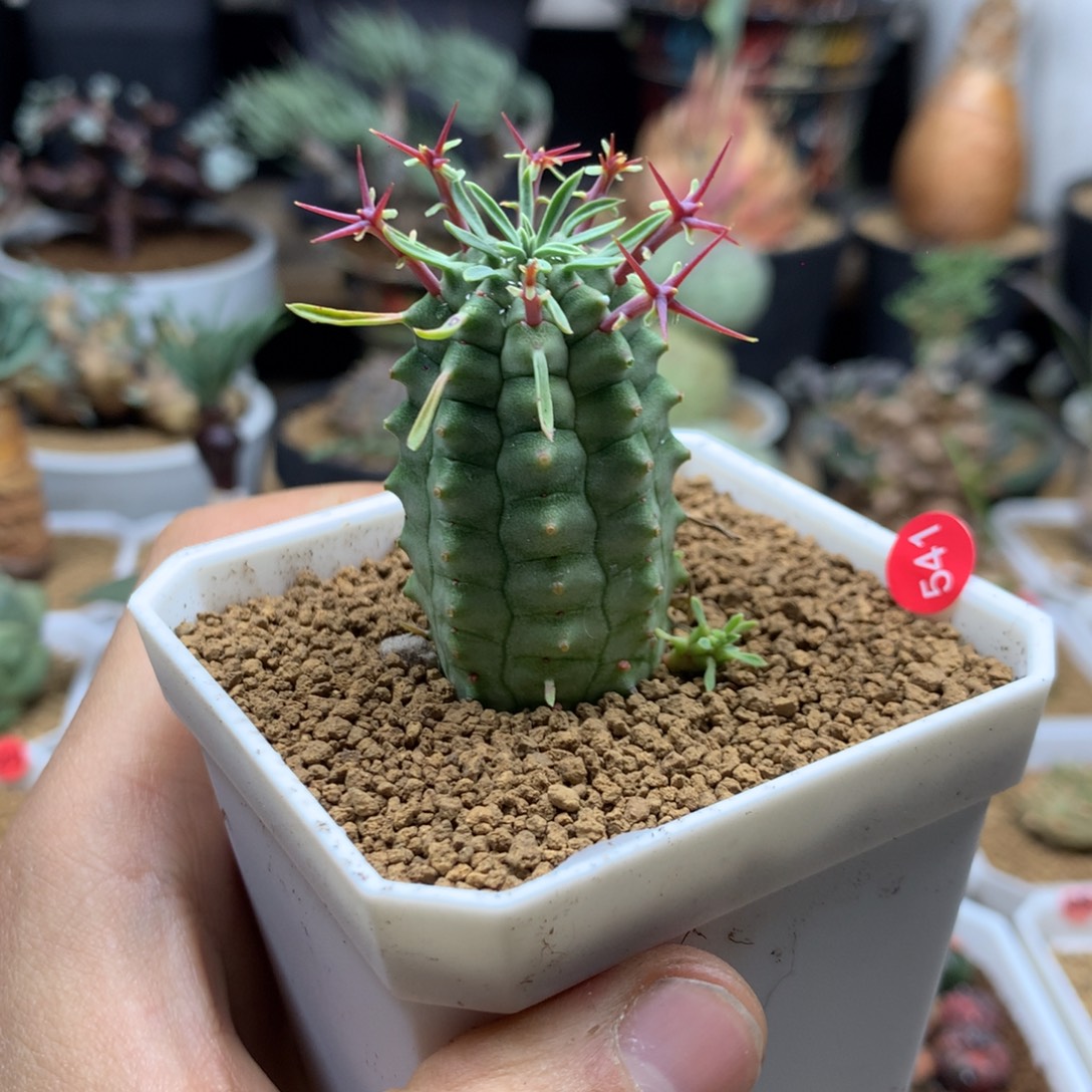 实生群星冠大戟带盆