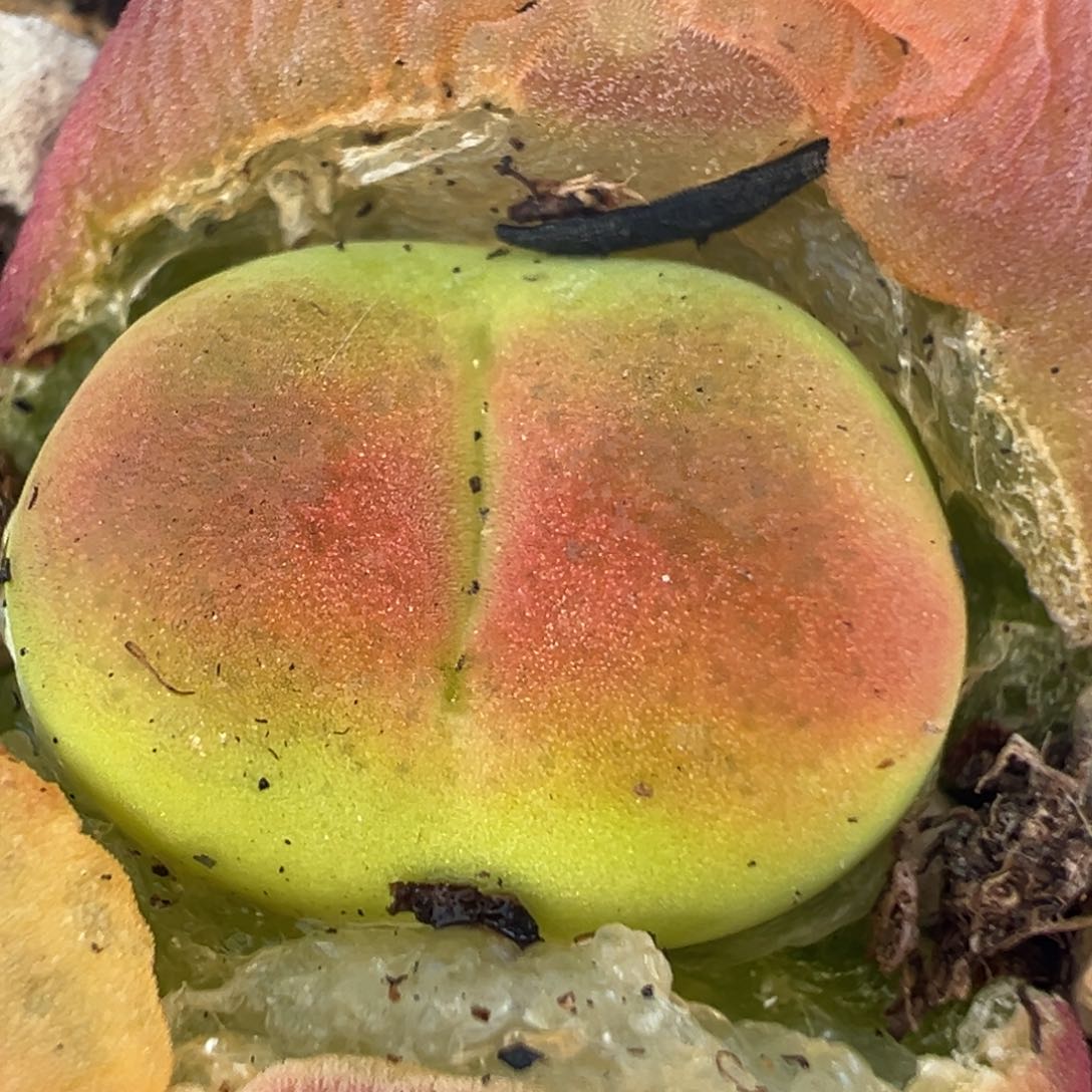 50多肉植物百科知识