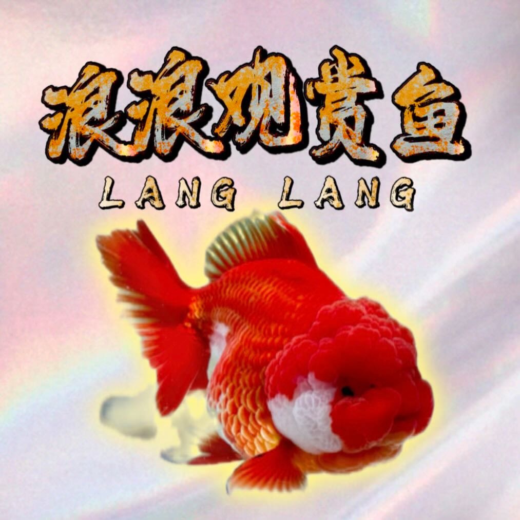 观赏鱼冷水鱼将军百褶泰狮
