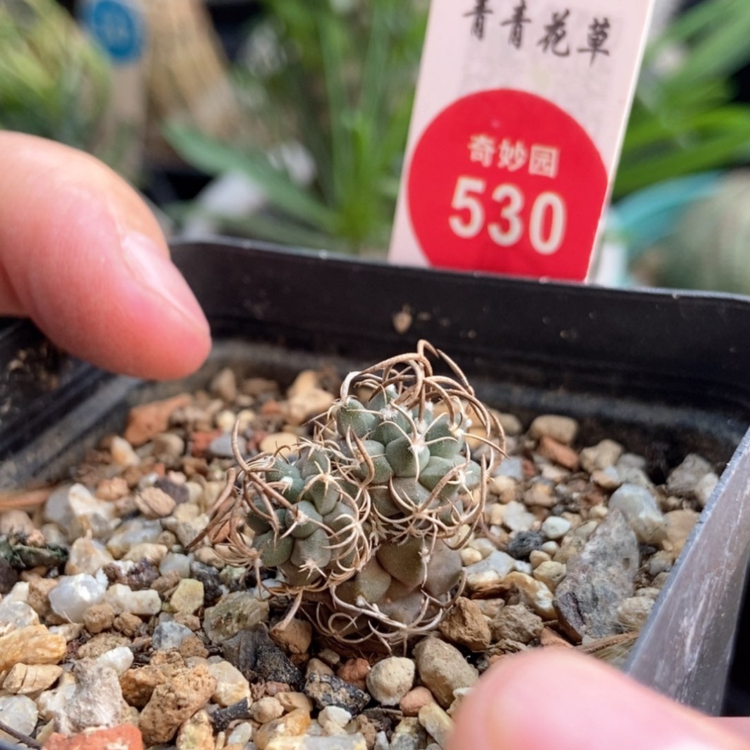 实生米奇碳刺升云龙娇丽群一颗