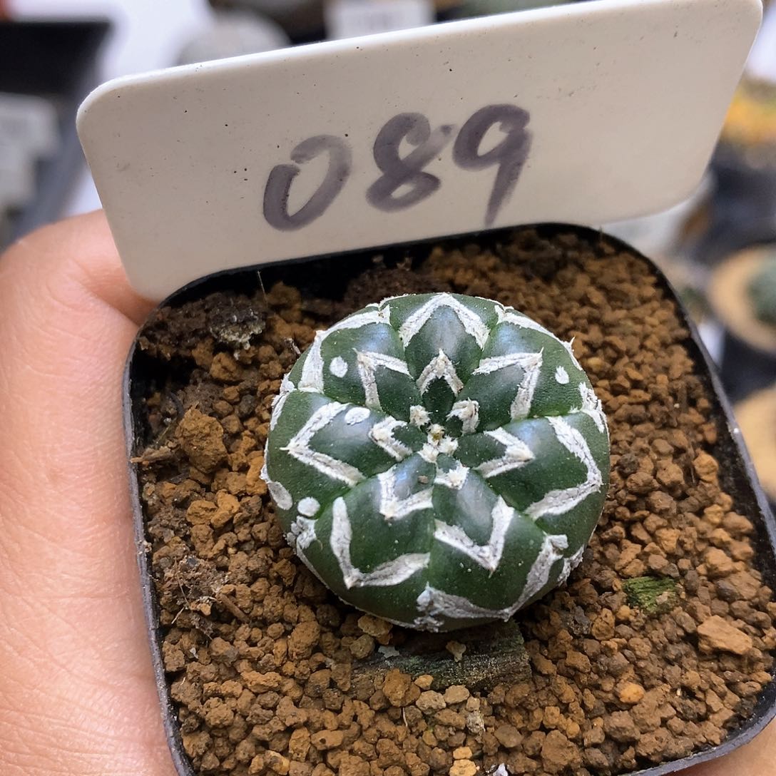 开播福利特价款处理