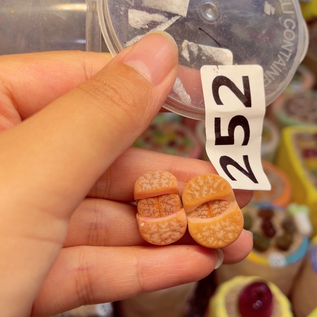 252。88888888888888888