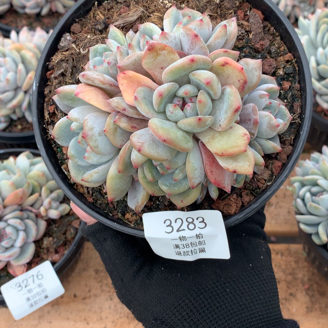 11厘米九头石榴籽3283