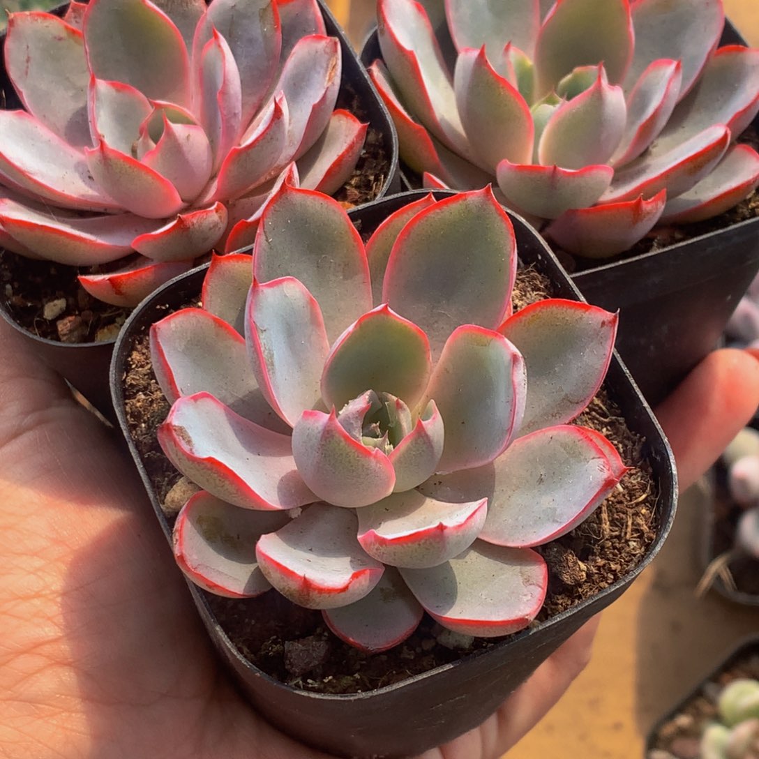 赫拉。（满9.99包邮不满9.99发叶子）