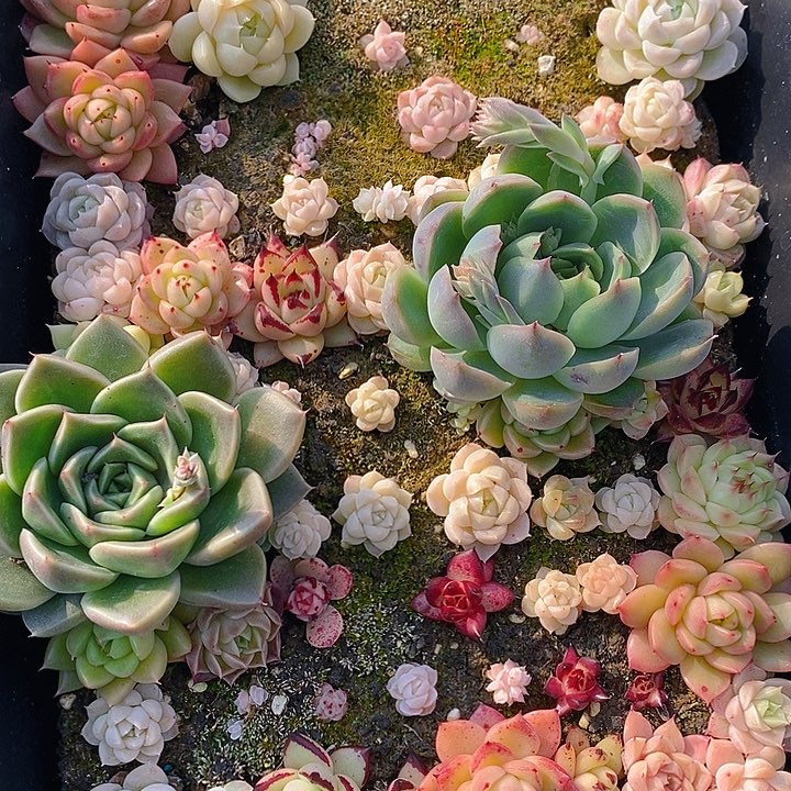 174 多肉植物盆栽花卉盆栽植物