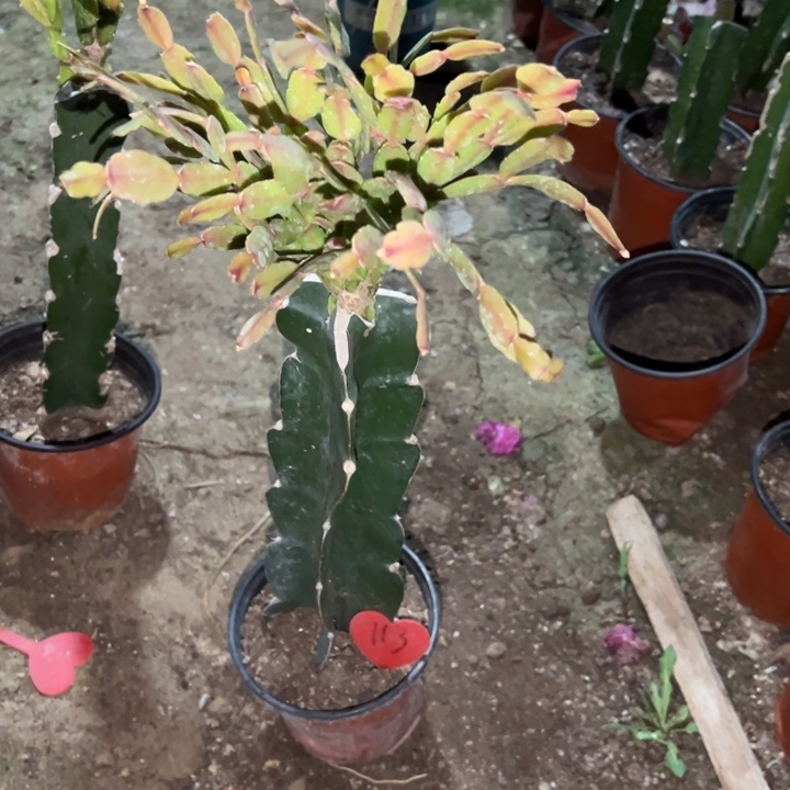 华***花当前无花栽培后可以开花027  113瘦