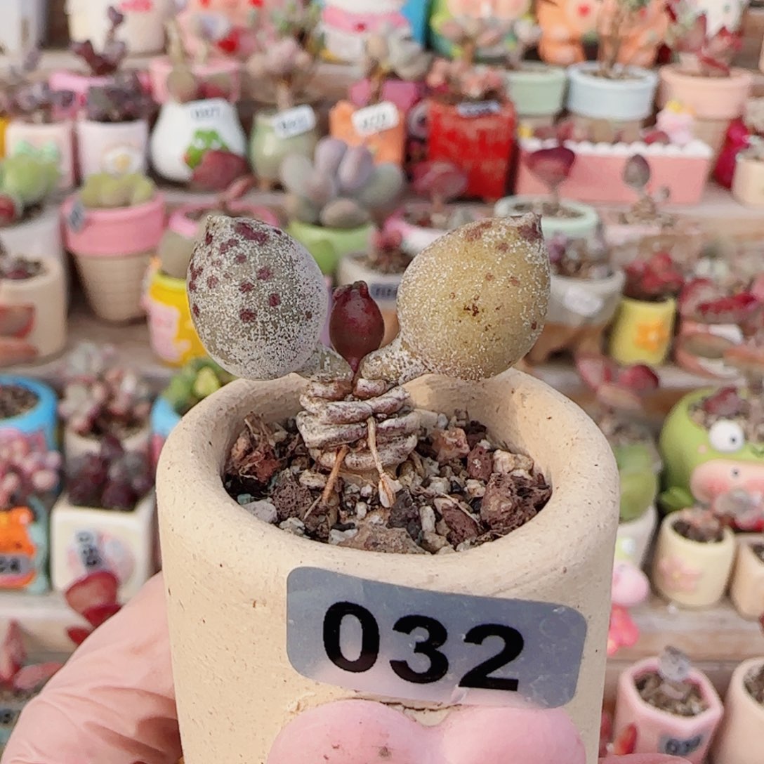 T双色海豹盆口2.5cm
