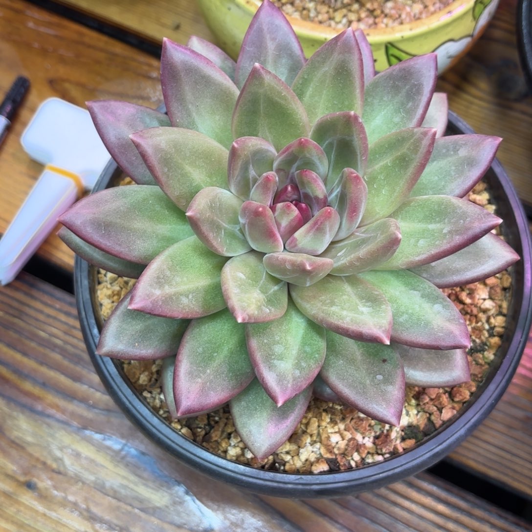 迷雾泡泡单头多肉植物