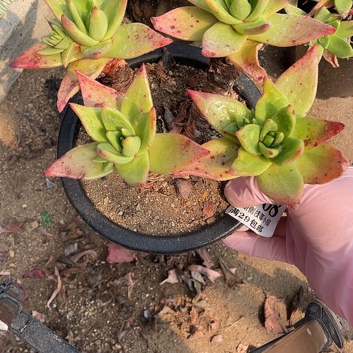 208号帕莫瑞多肉植物